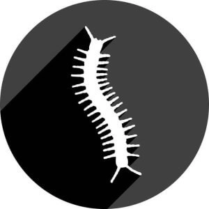 kirkayak-300x300 – A1 İlaçlama