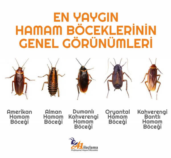 en-yaygin-hamam-bocekleri – A1 İlaçlama